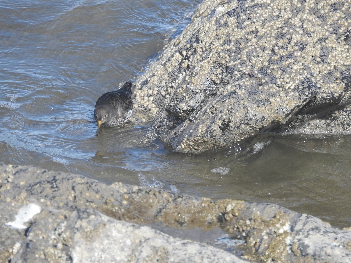 Rock Sandpiper - ML616418116