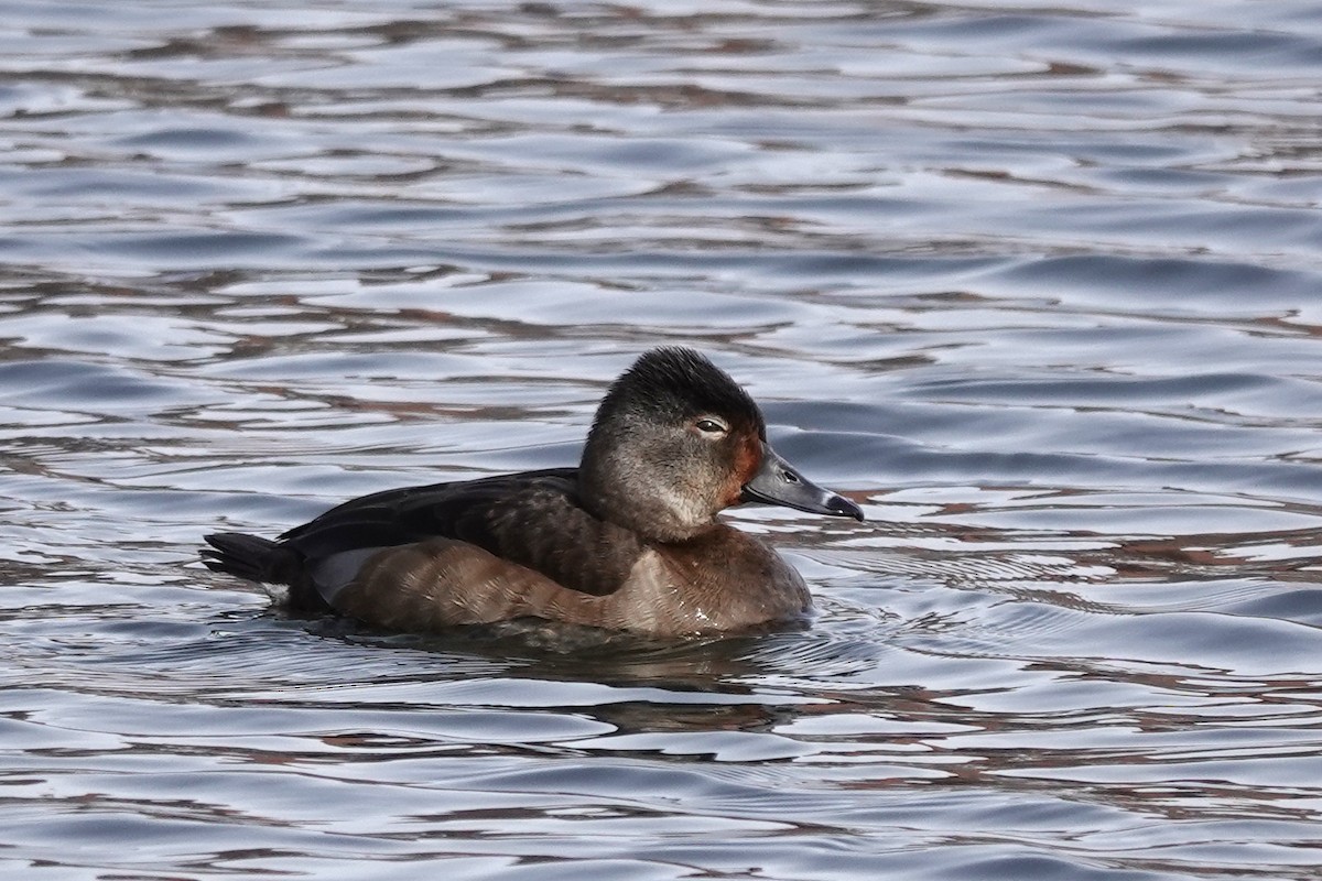 Ring-necked Duck - ML616418125