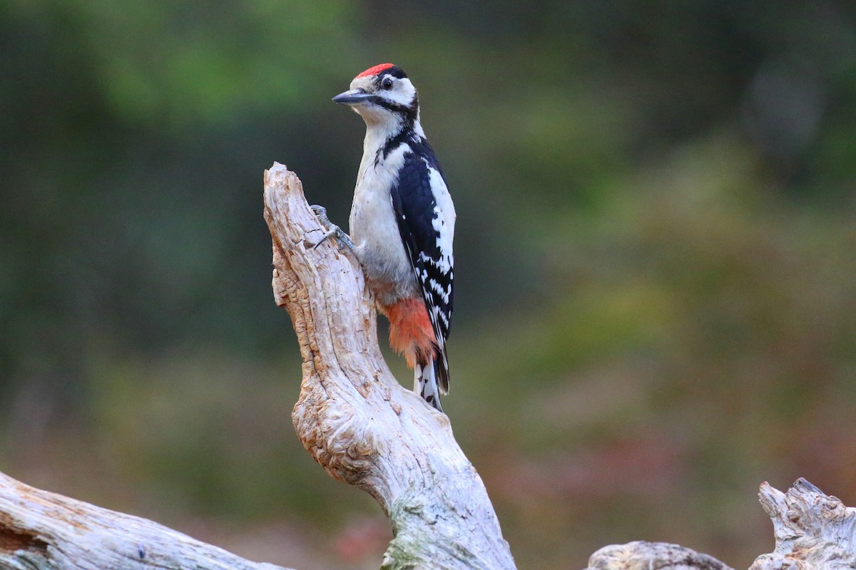 Great Spotted Woodpecker - Corné Pieterse