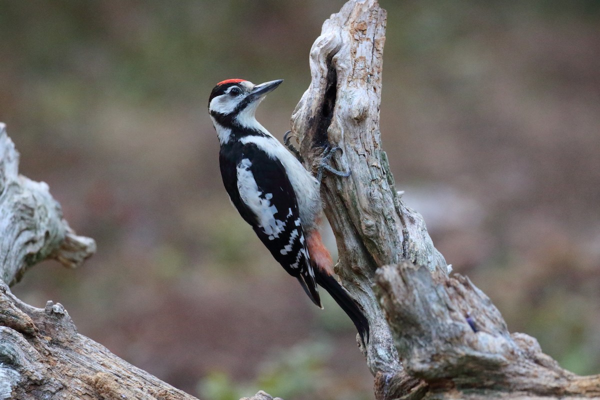 Great Spotted Woodpecker - Corné Pieterse