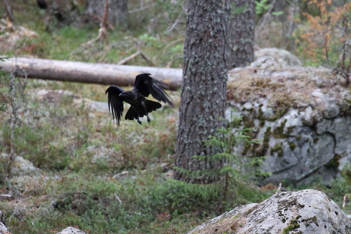 Common Raven - Corné Pieterse