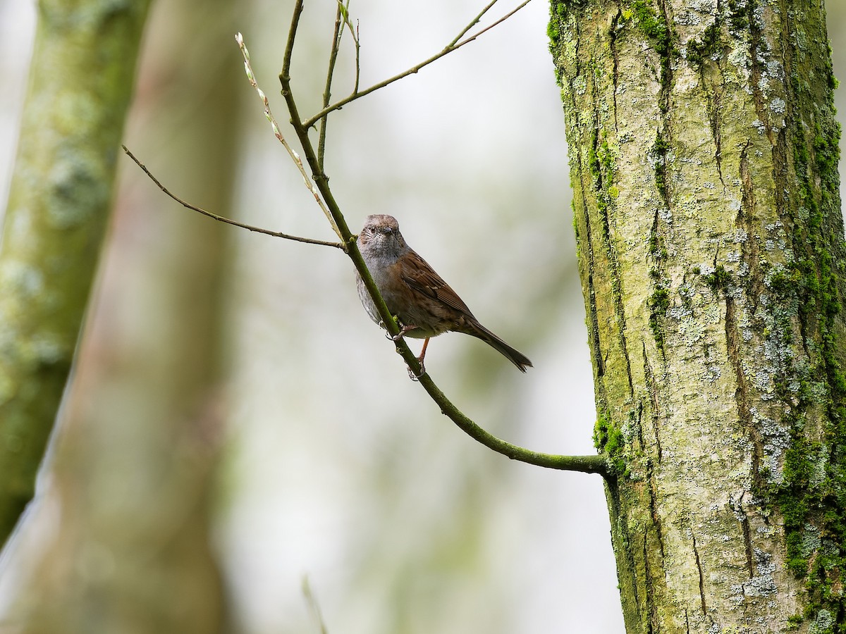 Dunnock - ML616418174