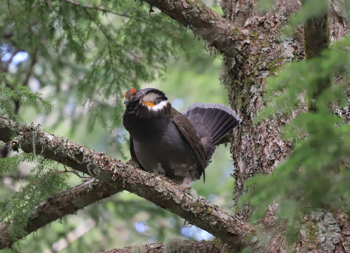 Sooty Grouse - ML616418181