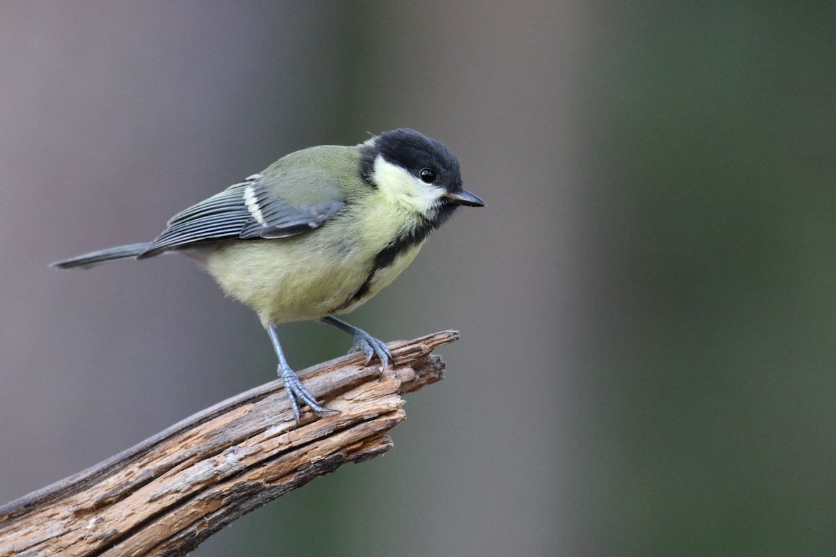 Mésange charbonnière - ML616418193