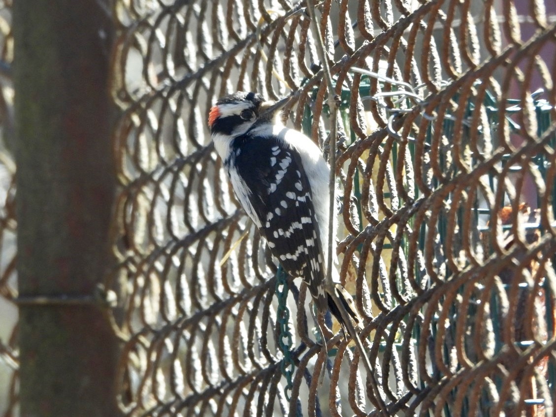 Hairy Woodpecker - ML616418231