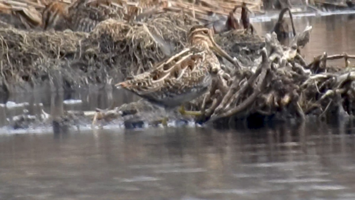 Wilson's Snipe - ML616418246