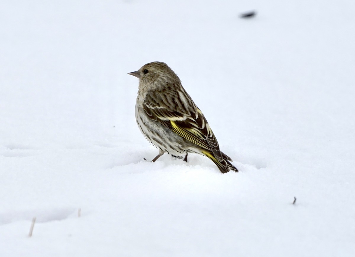 Pine Siskin - Gaylen Jensen