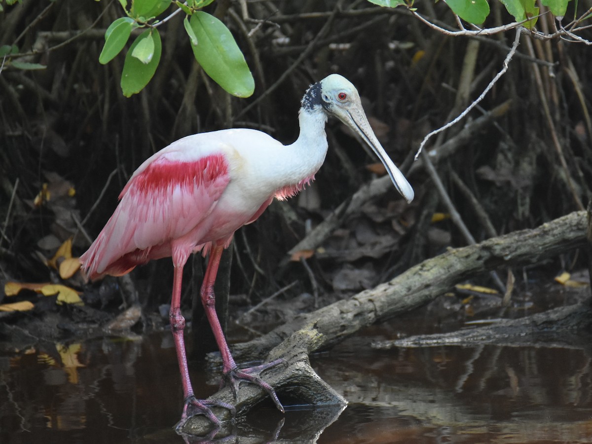 Roseate Spoonbill - Shirley Rushforth Guinn