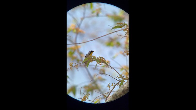 Yellow-throated Warbler - ML616418264