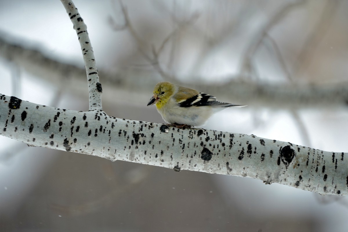 American Goldfinch - ML616418271