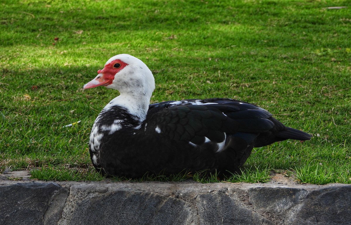 Muscovy Duck (Domestic type) - ML616418298