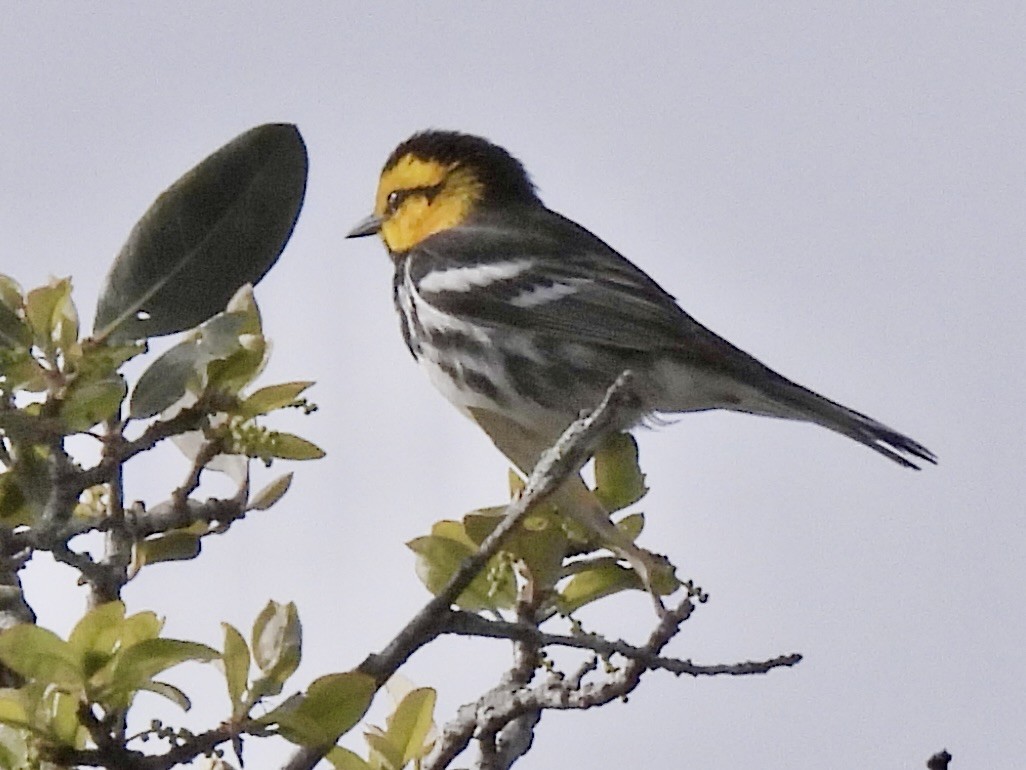 Golden-cheeked Warbler - ML616418304