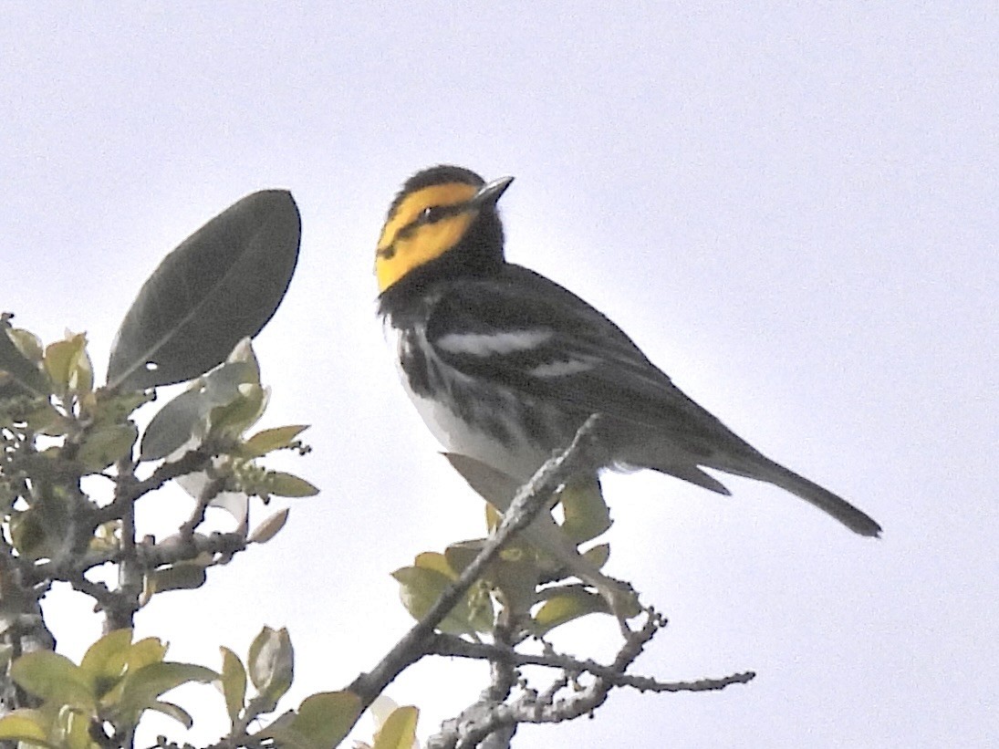 Golden-cheeked Warbler - ML616418311