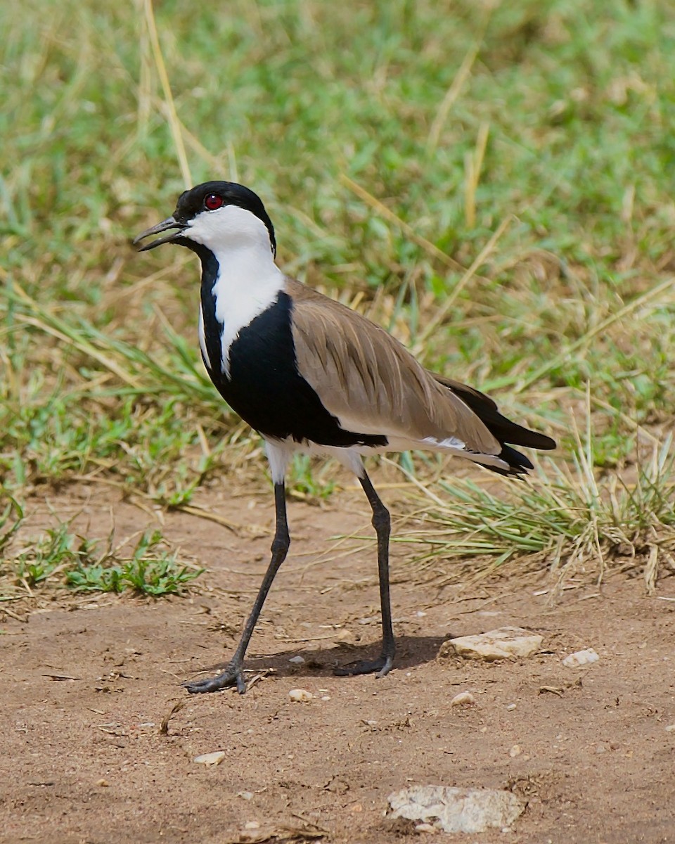 Spur-winged Lapwing - ML616418330