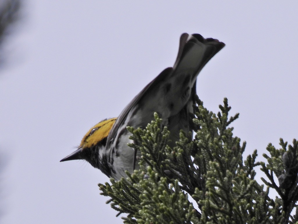 Golden-cheeked Warbler - ML616418333