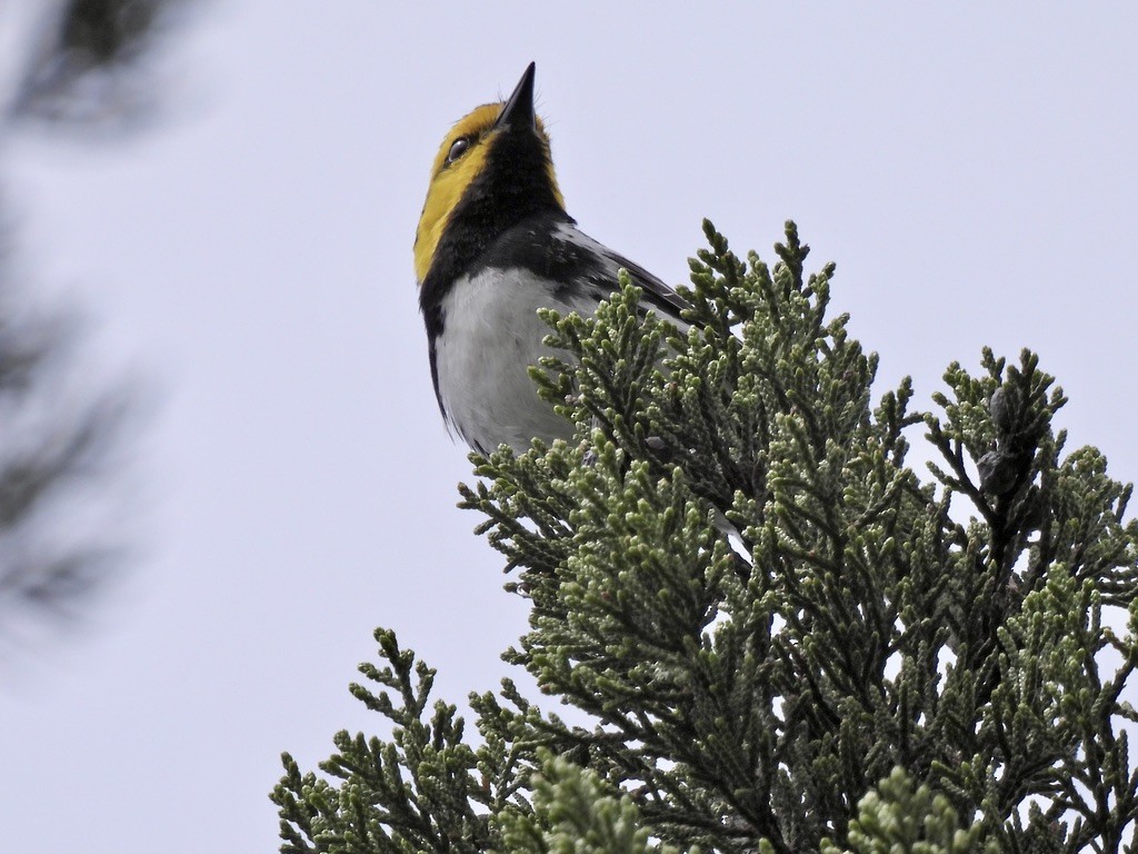 Golden-cheeked Warbler - ML616418339