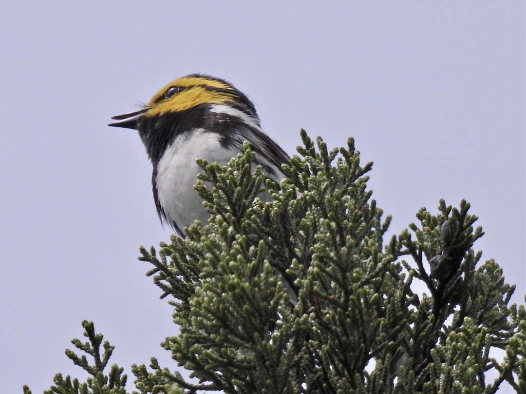 Golden-cheeked Warbler - ML616418353