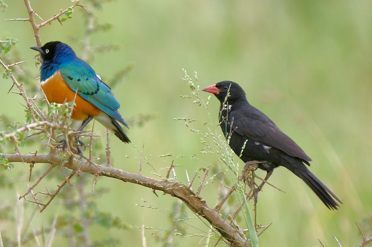 Superb Starling - ML616418354