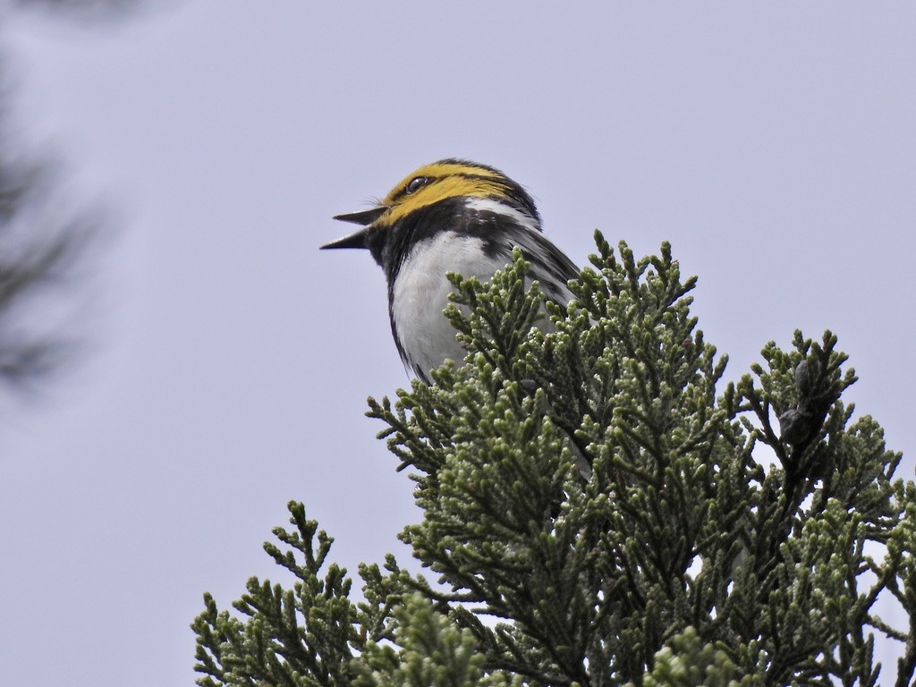Golden-cheeked Warbler - ML616418355
