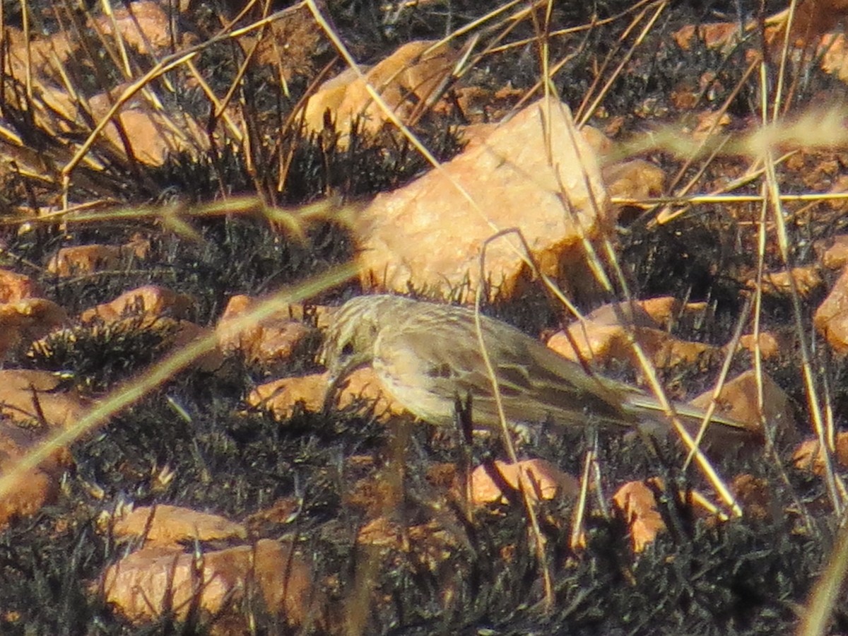 Richard's/Blyth's Pipit - ML616418370