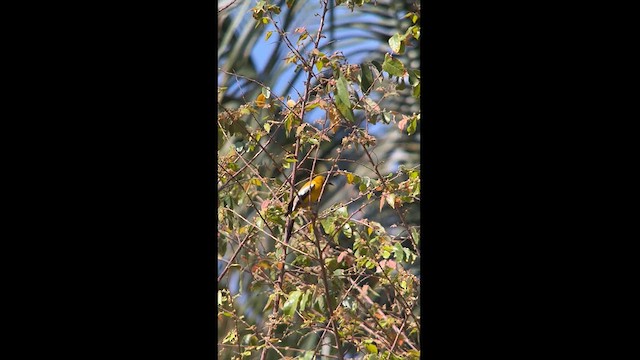 Jamaican Oriole - ML616418388