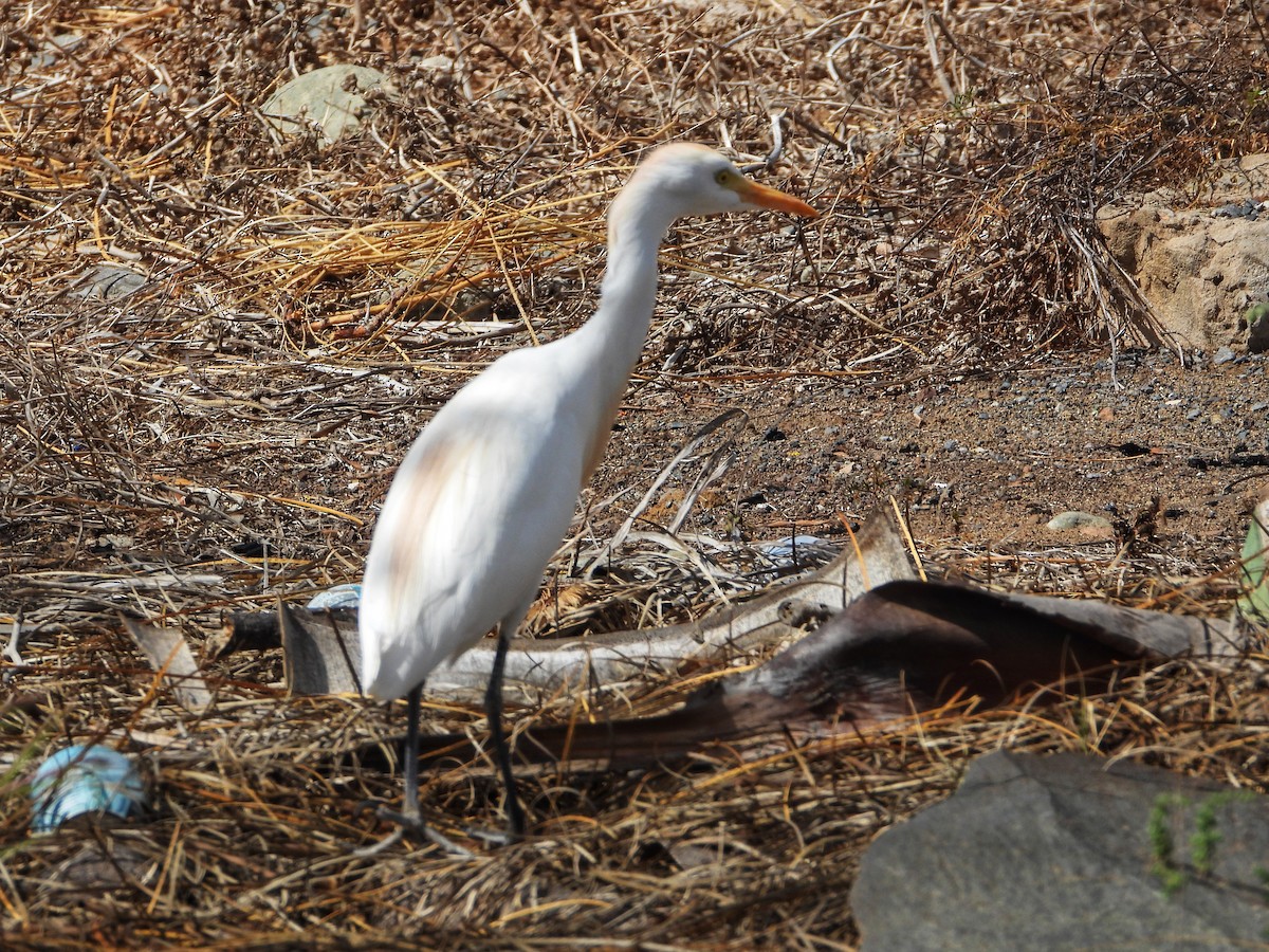 Western Cattle Egret - ML616418394