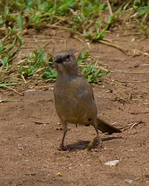 Swahili Sparrow - ML616418422