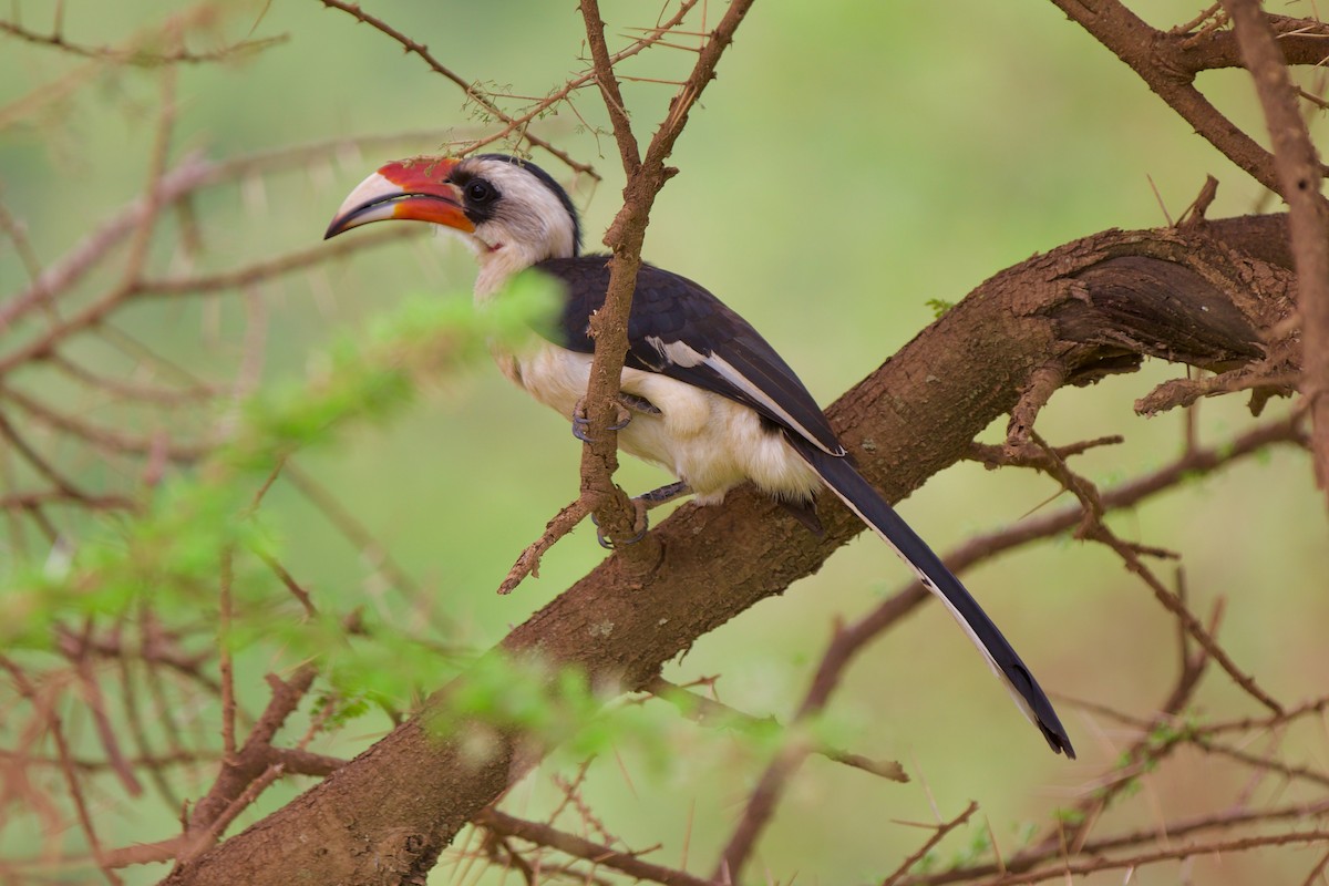 Von der Decken's Hornbill - ML616418452