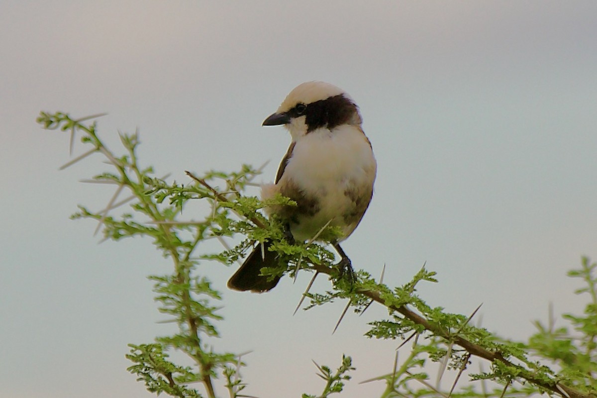 White-rumped Shrike - ML616418467