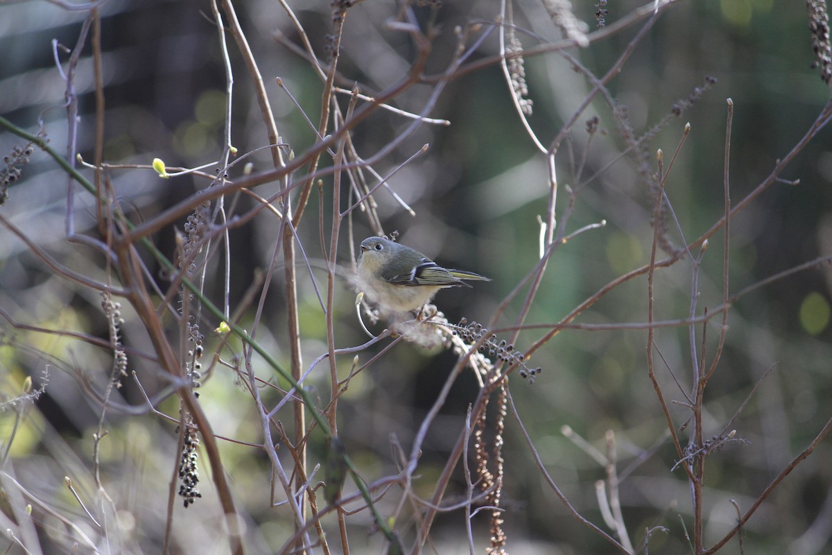 Ruby-crowned Kinglet - ML616418479