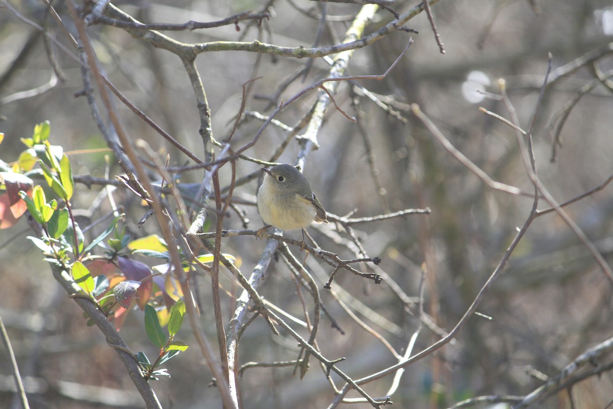 Ruby-crowned Kinglet - Matt Robertson