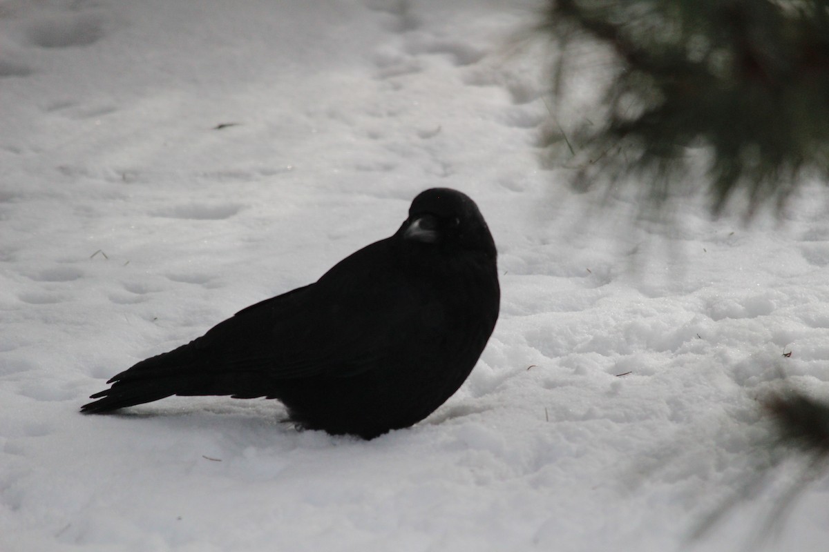 American Crow - ML616418501