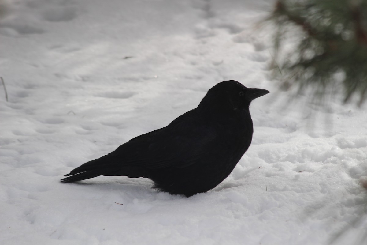 American Crow - ML616418502