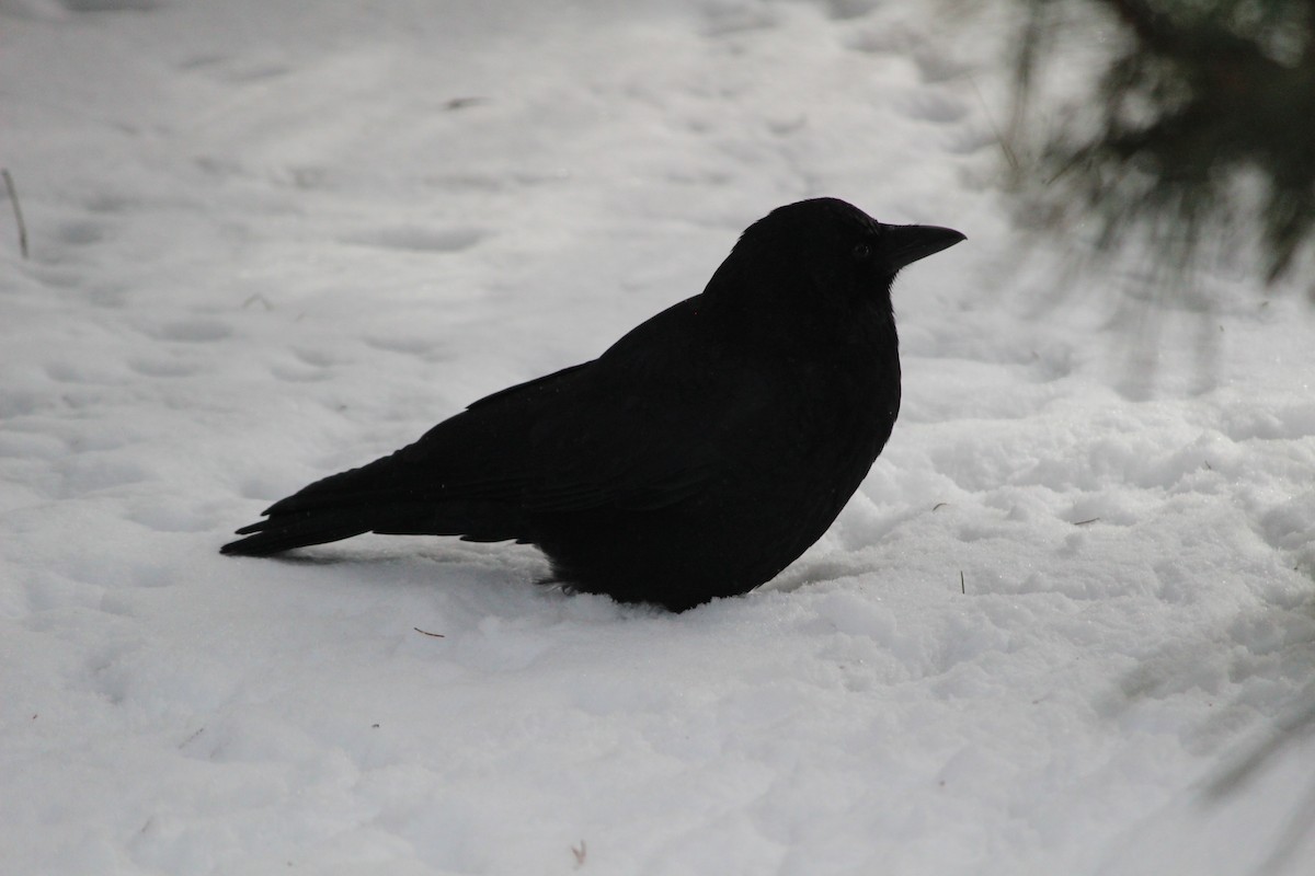 American Crow - ML616418503