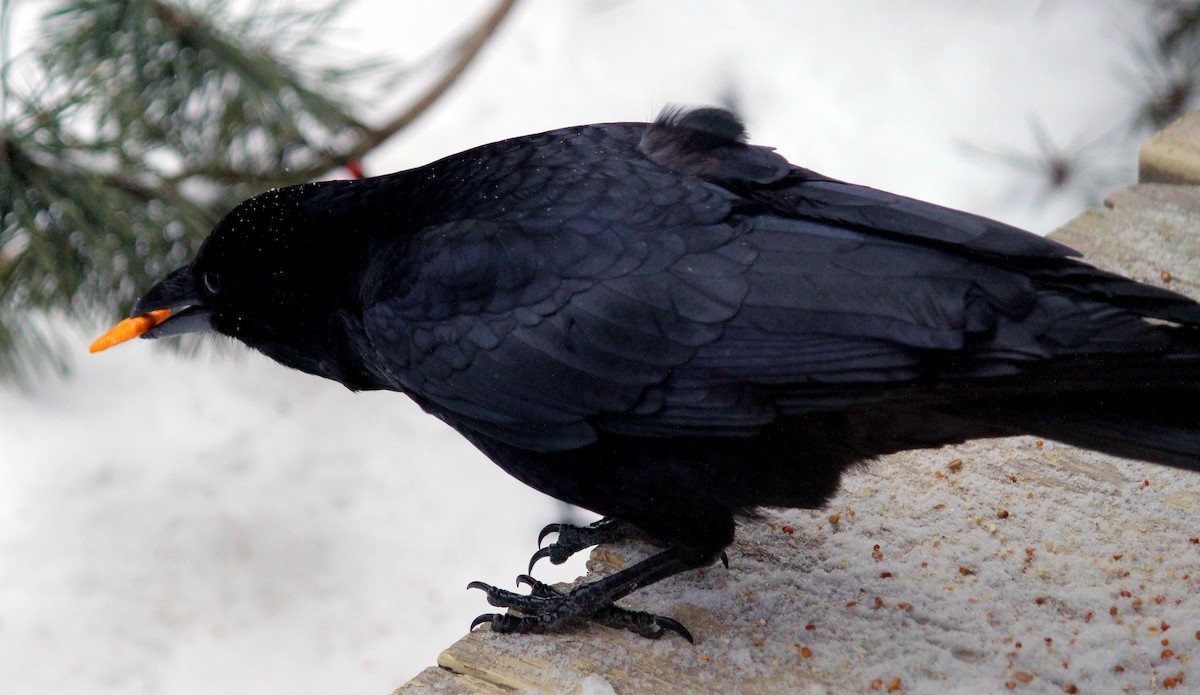 American Crow - ML616418504