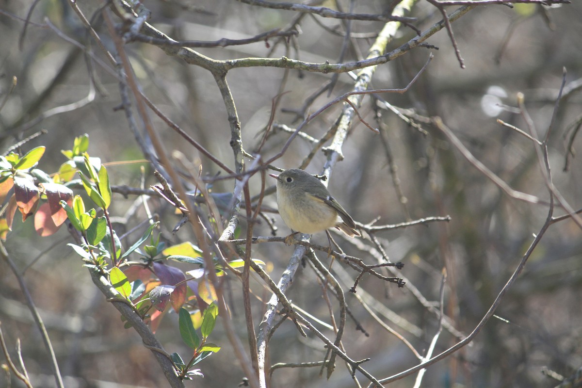 Ruby-crowned Kinglet - ML616418509