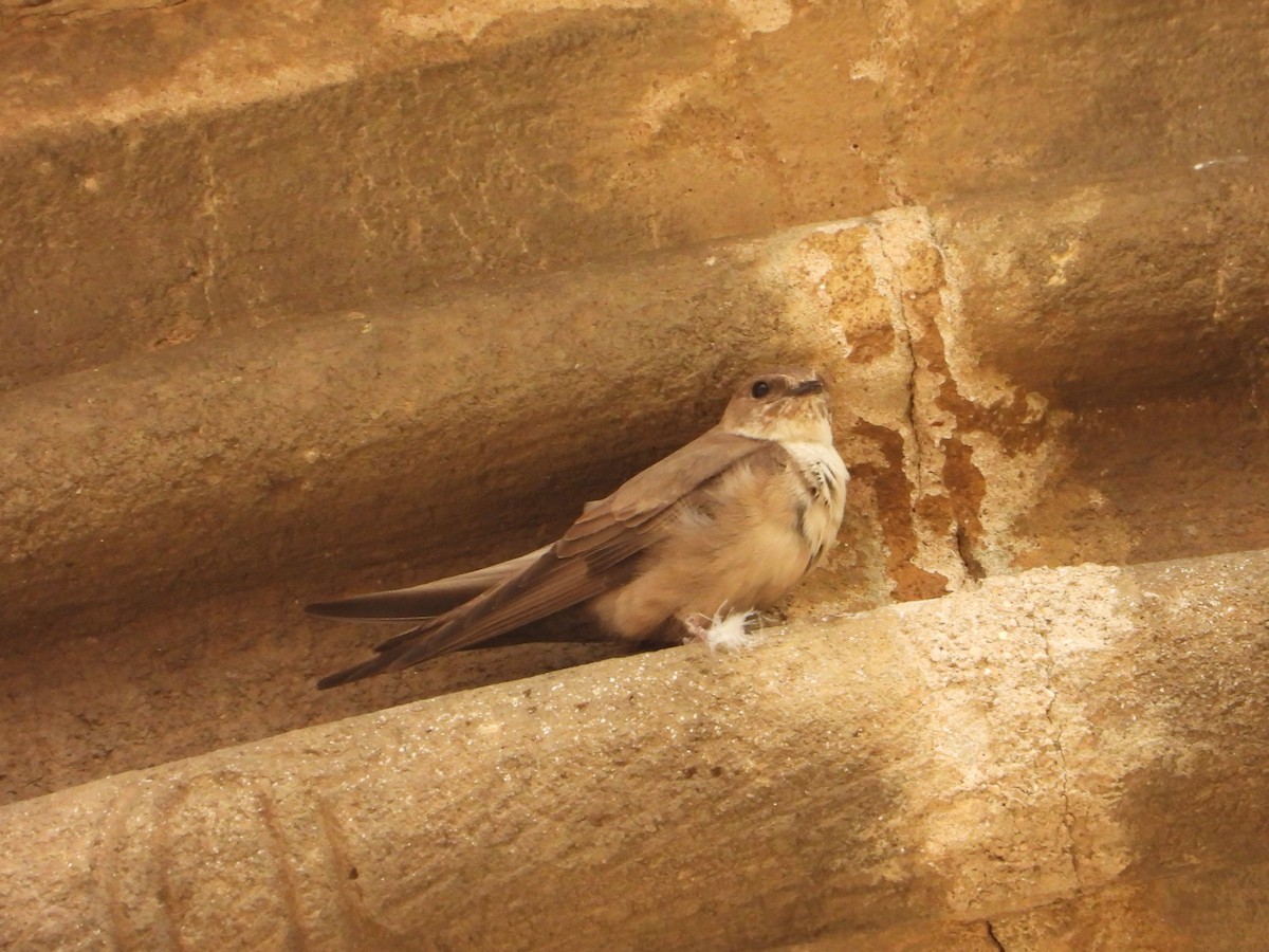 Eurasian Crag-Martin - ML616418517