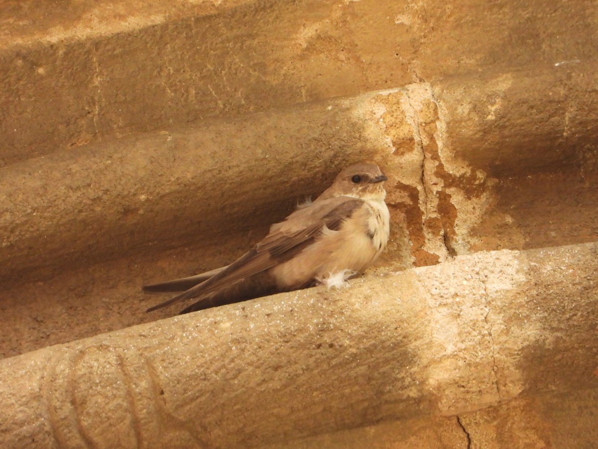 Eurasian Crag-Martin - ML616418518