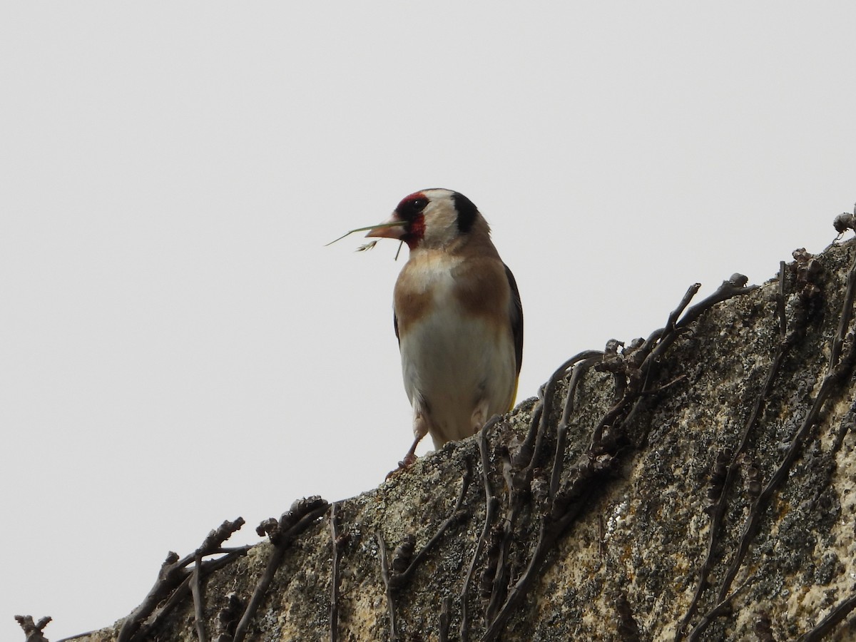 European Goldfinch - ML616418526