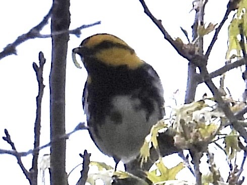Golden-cheeked Warbler - ML616418546