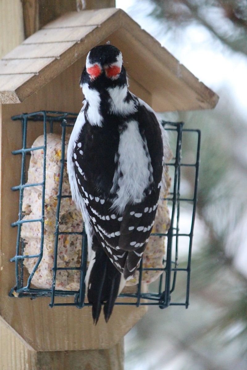 Downy Woodpecker - ML616418556