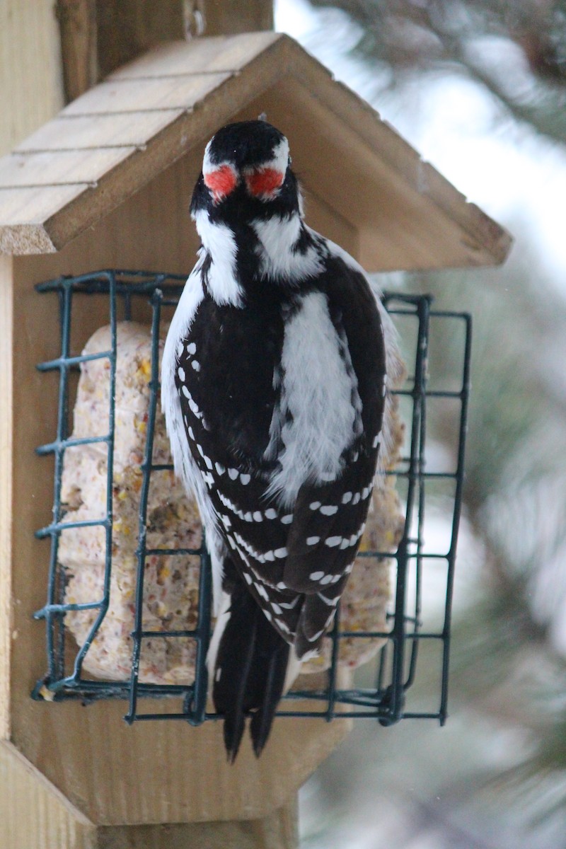 Downy Woodpecker - ML616418557