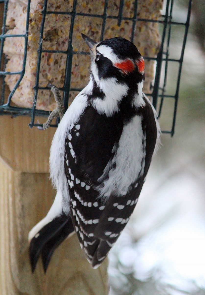 Downy Woodpecker - ML616418558