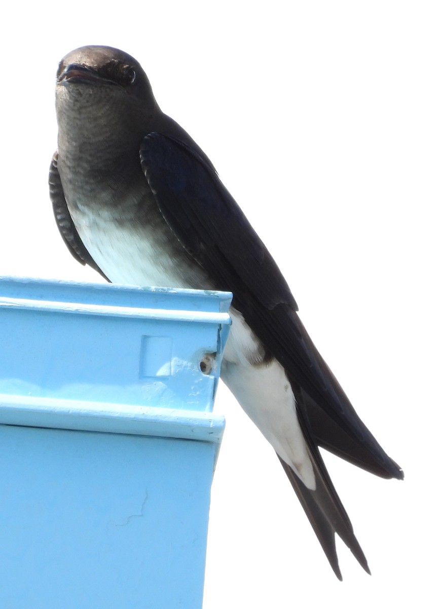 Cuban Martin - ML616418561