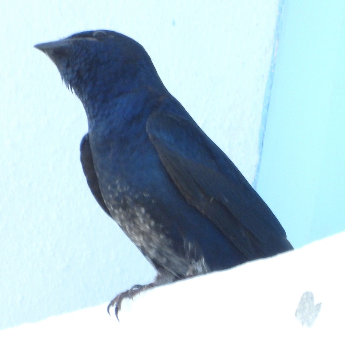 Cuban Martin - Julie Rand