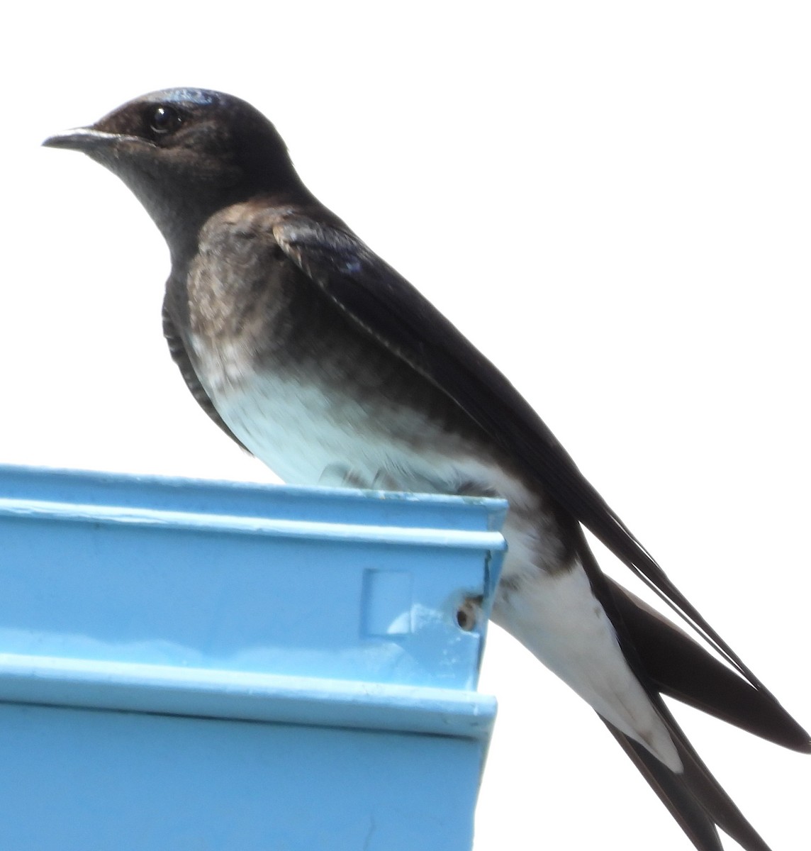 Cuban Martin - ML616418563