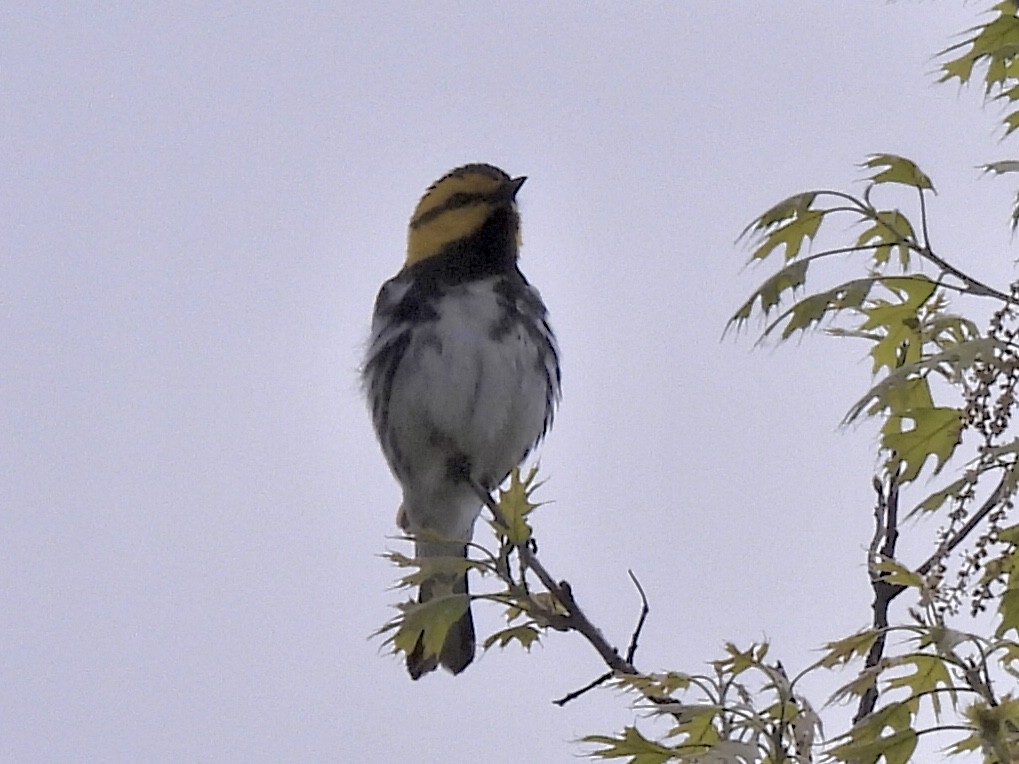 Golden-cheeked Warbler - ML616418575
