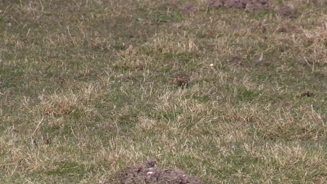 Eurasian Skylark - ML616418596