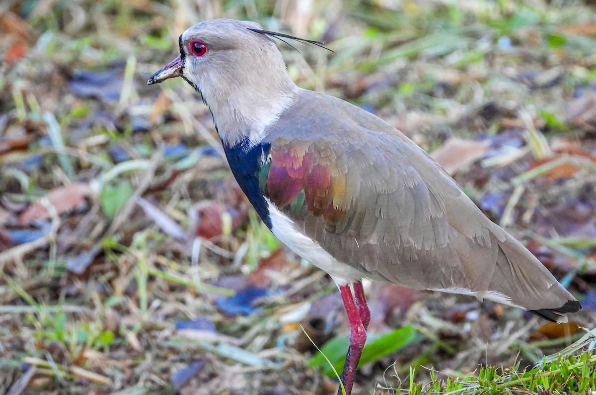 Southern Lapwing - ML616418597