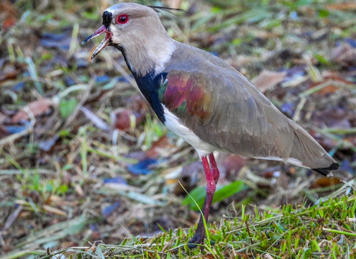 Southern Lapwing - ML616418598